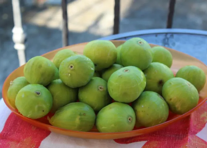 Alojamento de Acomodação e Pequeno-almoço La Collina Santa Maria Del Cedro