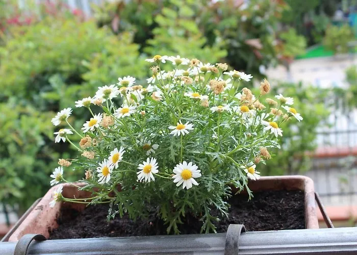 Alojamento de Acomodação e Pequeno-almoço La Collina