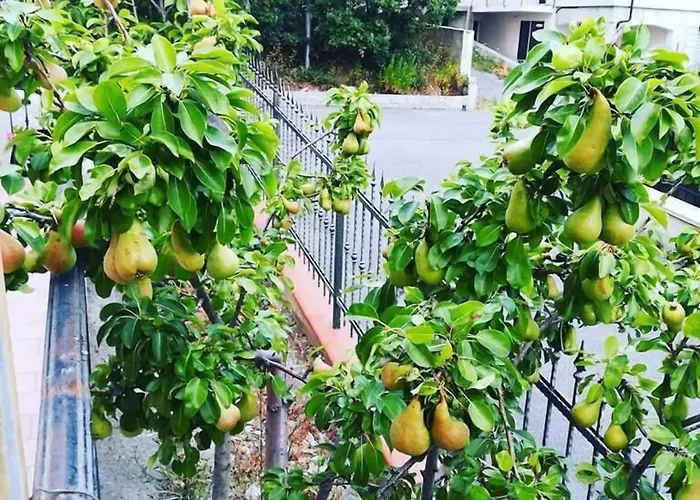 Alojamento de Acomodação e Pequeno-almoço La Collina Santa Maria Del Cedro